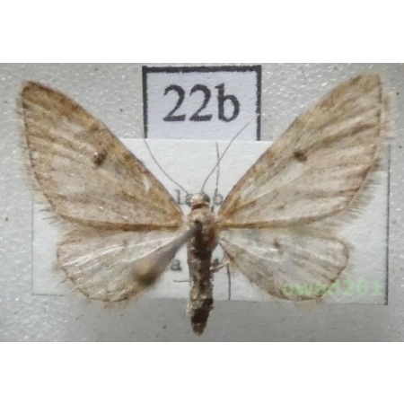 Eupithecia indigata (Hübner, 1813) Czech22b